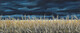 Wheat Field Under Stormy Skies